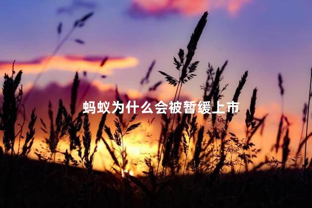 蚂蚁为什么会被暂缓上市