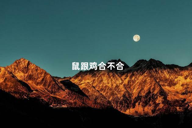 鼠跟鸡合不合