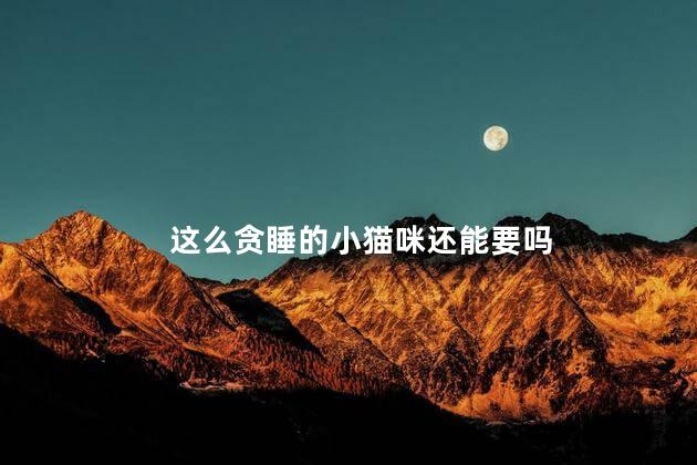 这么贪睡的小猫咪还能要吗