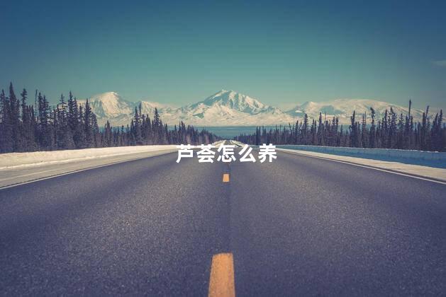 芦荟怎么养