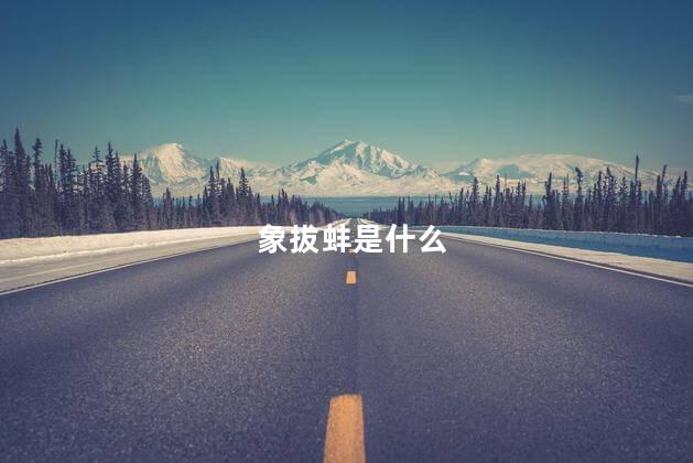 象拔蚌是什么