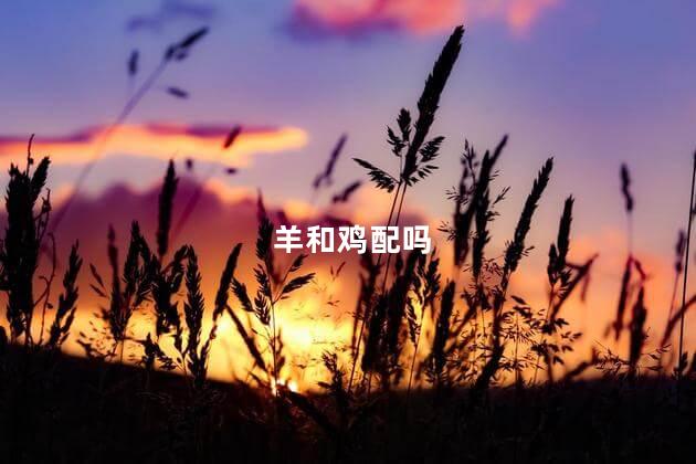 羊和鸡配吗