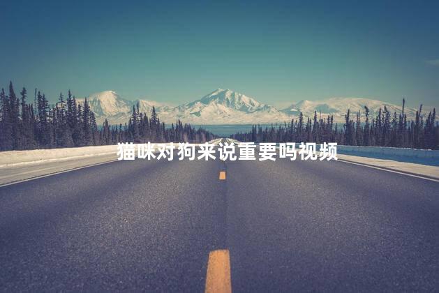 猫咪对狗来说重要吗视频