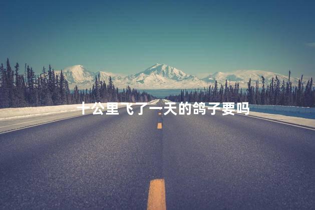 十公里飞了一天的鸽子要吗