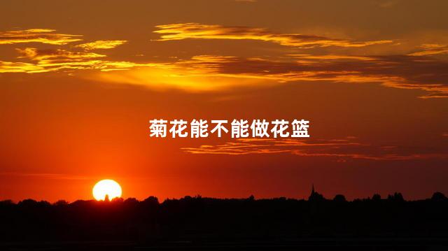 菊花能不能做花篮