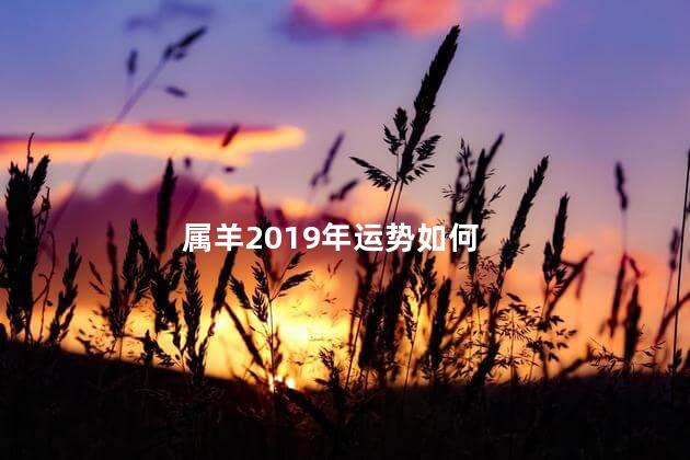 属羊2019年运势如何