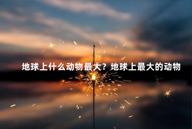 地球上什么动物最大？地球上最大的动物是什么